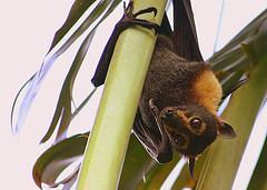 Spectacled Fruit Bat by Shek Graham